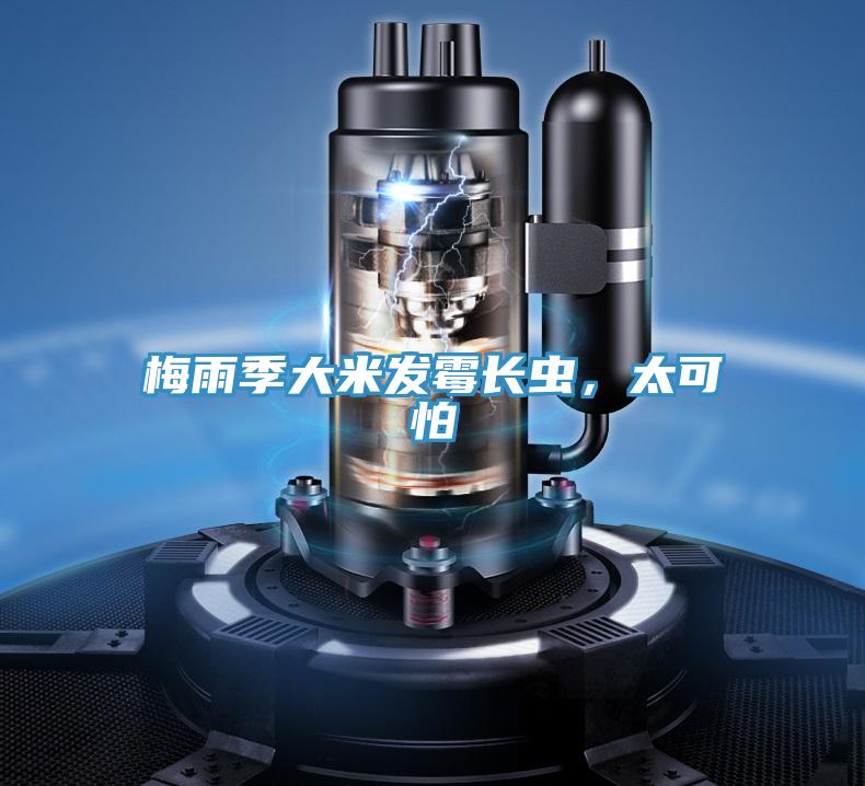 梅雨季大米發霉長蟲，太可怕